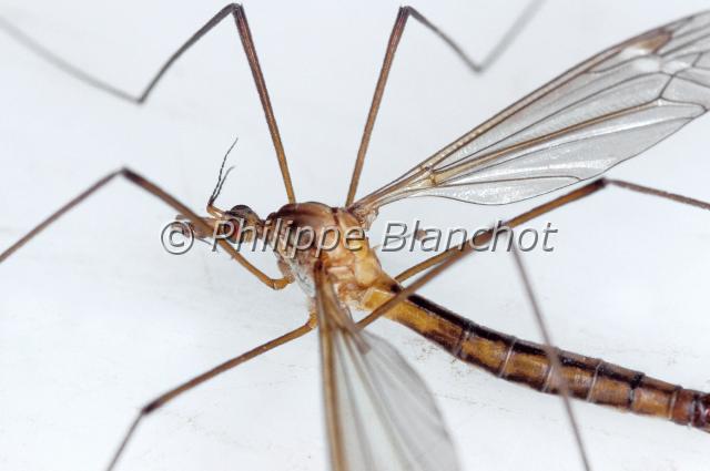 tipula paludosa.JPG - Tipula paludosaTipule européenneEuropean marsh crane flyDiptera, TipulidaeFrance